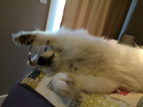 skookumthesamoyed:  Well, this failed spectacularly 