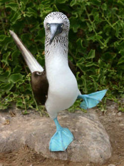 marimopet:  blue footed boobie 