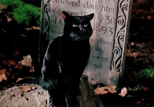 blairwitchz:  ✫ CATS IN FILM ( 2 / ∞)bell, book and candle (1958)coraline (2009)the