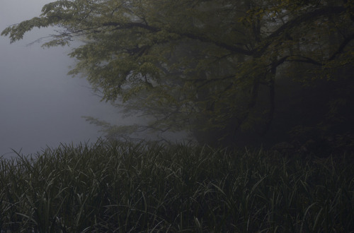 nevver:Into the woods, Mehran Naghshbandi