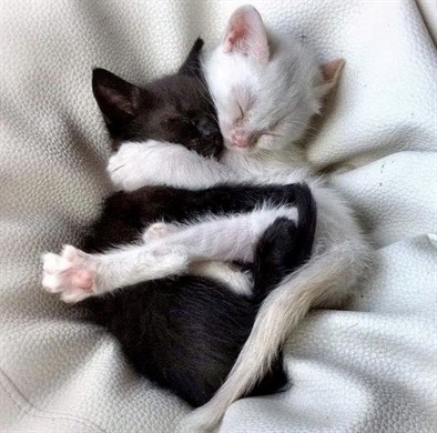 Chubby Cats