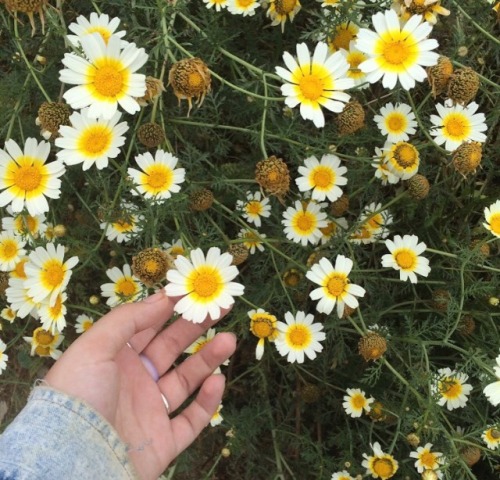 the gentle touch of a daisy✨