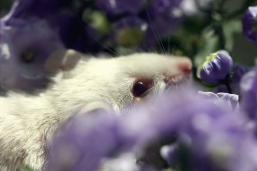 stirringmouse:Parker, Campanula