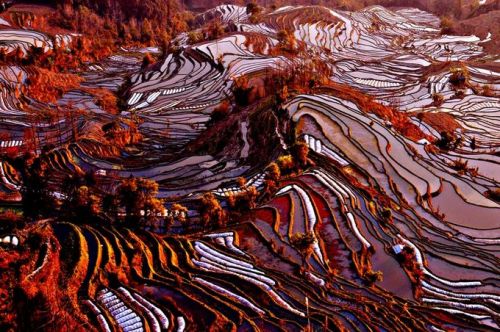 kelledia:  Yuanyang rice terraces, China.  