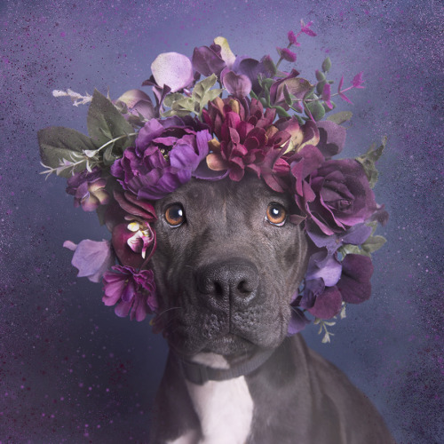 art-nimals:  Flower Power: Pit Bulls of the Revolution by Sophie GamandThe artist explains that she wants to change the way society looks at pit bulls : America euthanizes upward of 1,000,000 pit bulls every year. Pit bulls are victims of prejudices