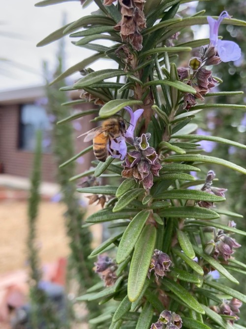 Busy Bee!