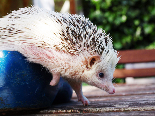 The hedgehog: so graceful