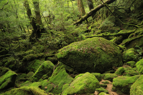 Unforgettable beauty - Photos from last summer in Yakushima. Inspiration for MOSS FOREST collection.