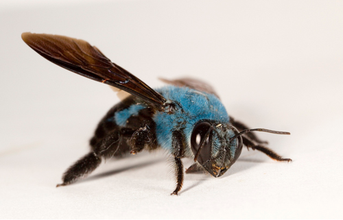 Porn Pics headandstomachached:  Xylocopa caerulea (“Blue