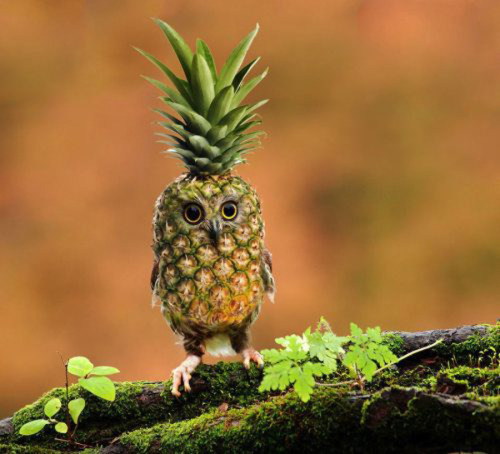 matthulksmash: petermorwood: What was in those jellybeans I just ate…? That owl! He looks lik