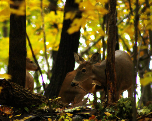 megarah-moon:  “Autumn Doe” by  Scott Hovind    