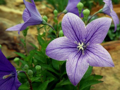 Platycodon Grandiflorus also known as Balloon Flower and Chinese Bell Flower.  