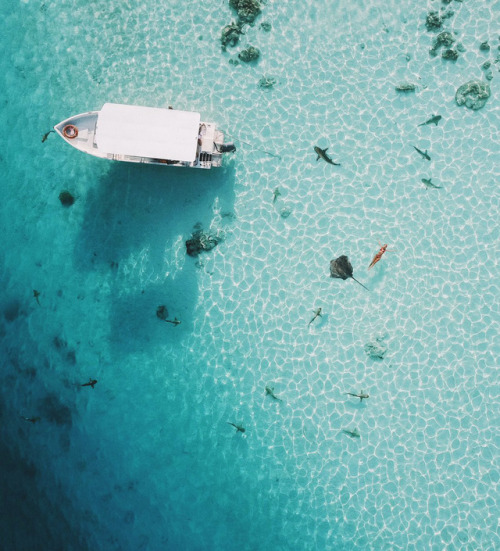 oceancuresall:   tropical blog  