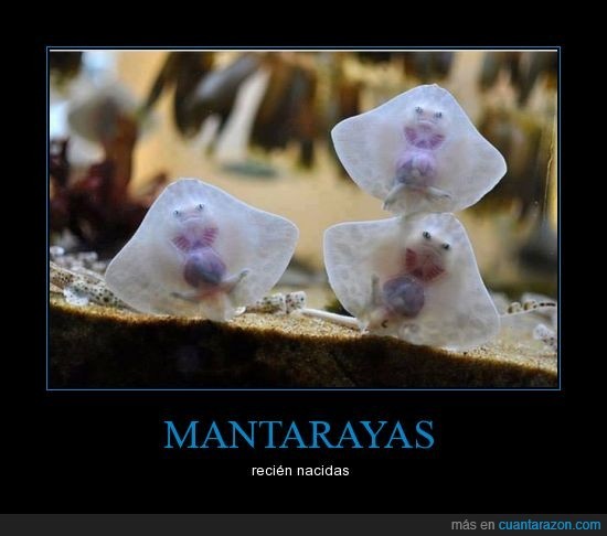 alochucknorris:  MANTARAYAS - recién nacidas Visto en Cuanta razón ¿No puedes