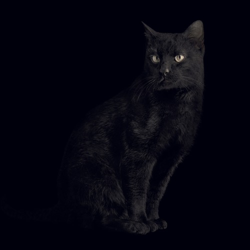 Jean-Baptiste Huynh (French-Vietnamese, b. 1966, Châteauroux, France) - Monochrom Cat, 2011, Photogr