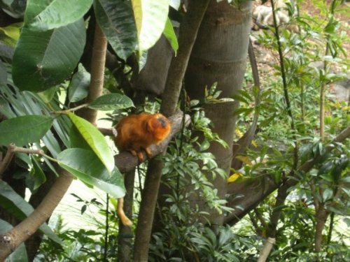 tangy-tropics:  Tamarin Monkey at Auckland Zoo