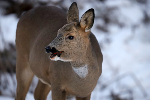 Meet my friends. Roe deer/rådjur.