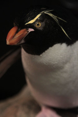 neaq:  Happy World Penguin Day, all! Learn