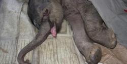 rapewhistled:  princess3hunna:  wormgirlfriend-inactive-deactiv: We would like nothing more than to offer this little elephant a hug and a tissue. The newborn calf reportedly cried for five hours, inconsolably, after being separated for a second time