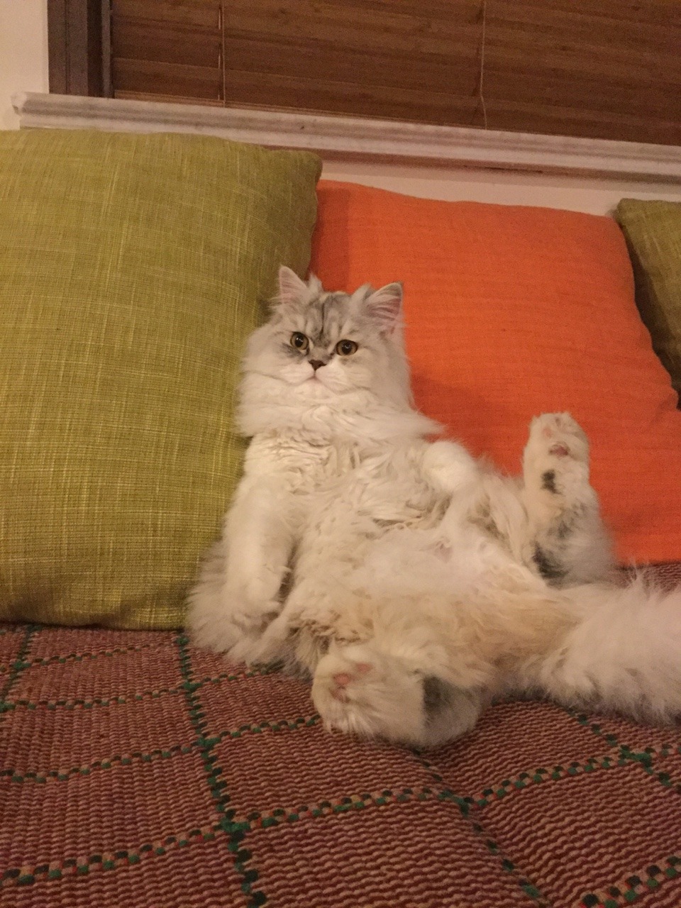 unflatteringcatselfies:  This is Frankie and she does not care 