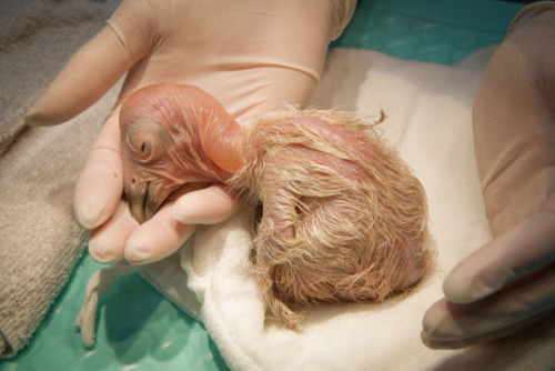 zsl-edge-of-existence: California condors are devoted parents to their chicks, but they aren’t