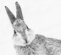 natureisthegreatestartist:  Mountain Hare by Gillian Lloyd (a winner in the British Wildlife Photography Awards). 