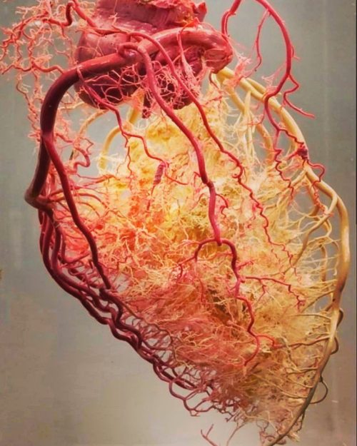 mednerds:  The entire coronary circulation (blood vessels that supply the heart)Source: brazilianheartsurgery