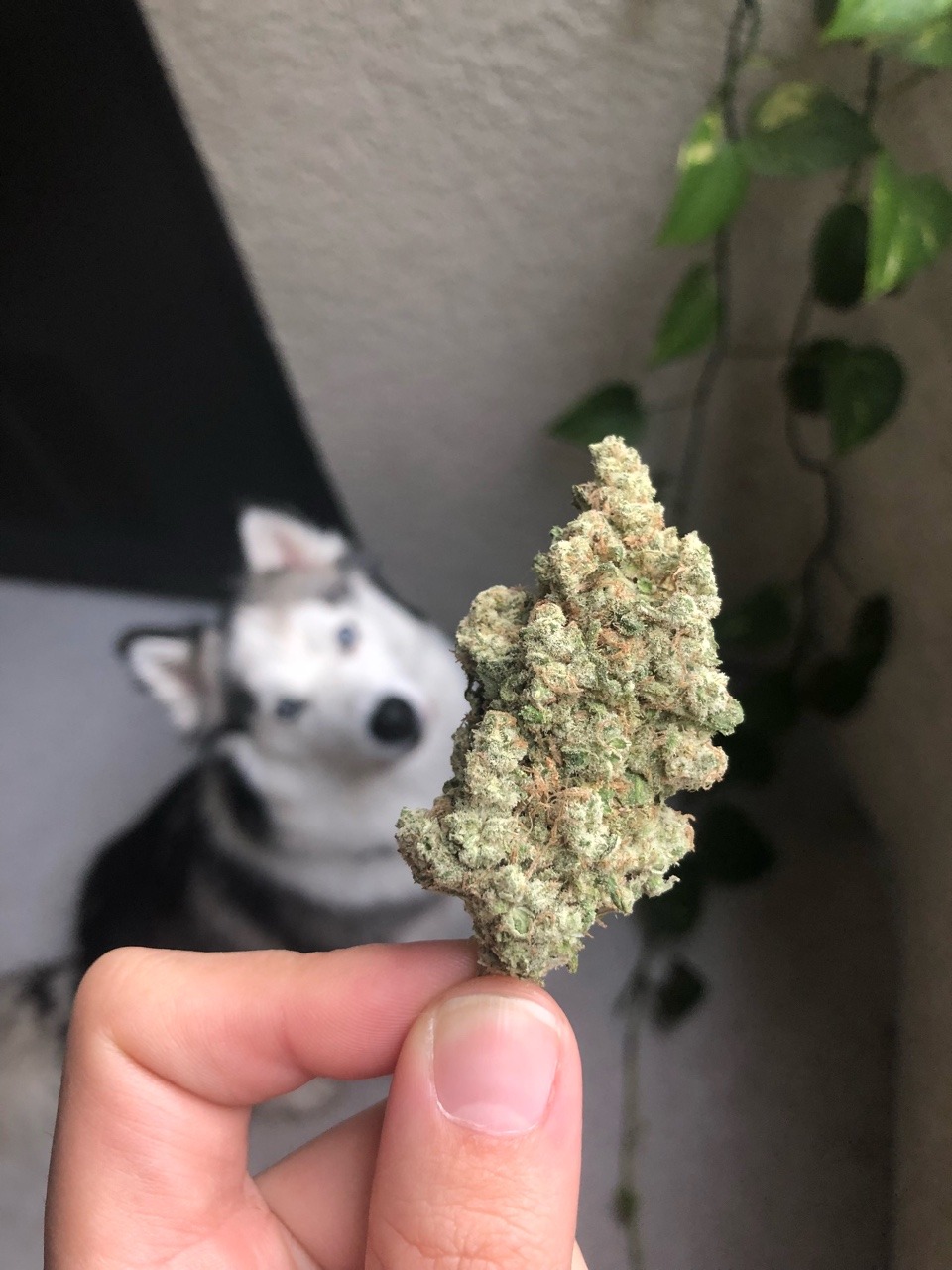 pretty-little-pothead420:  