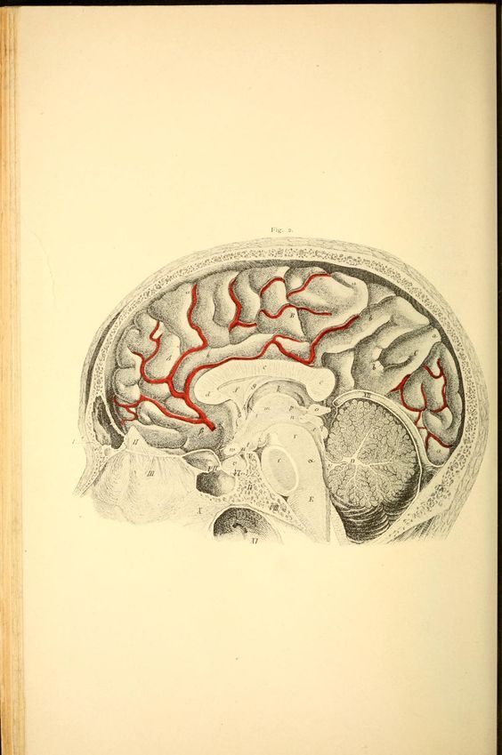 nemfrog:  “Base and interior of brain, with origins of nerves and blood vessels.” The