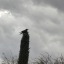 treesandravens