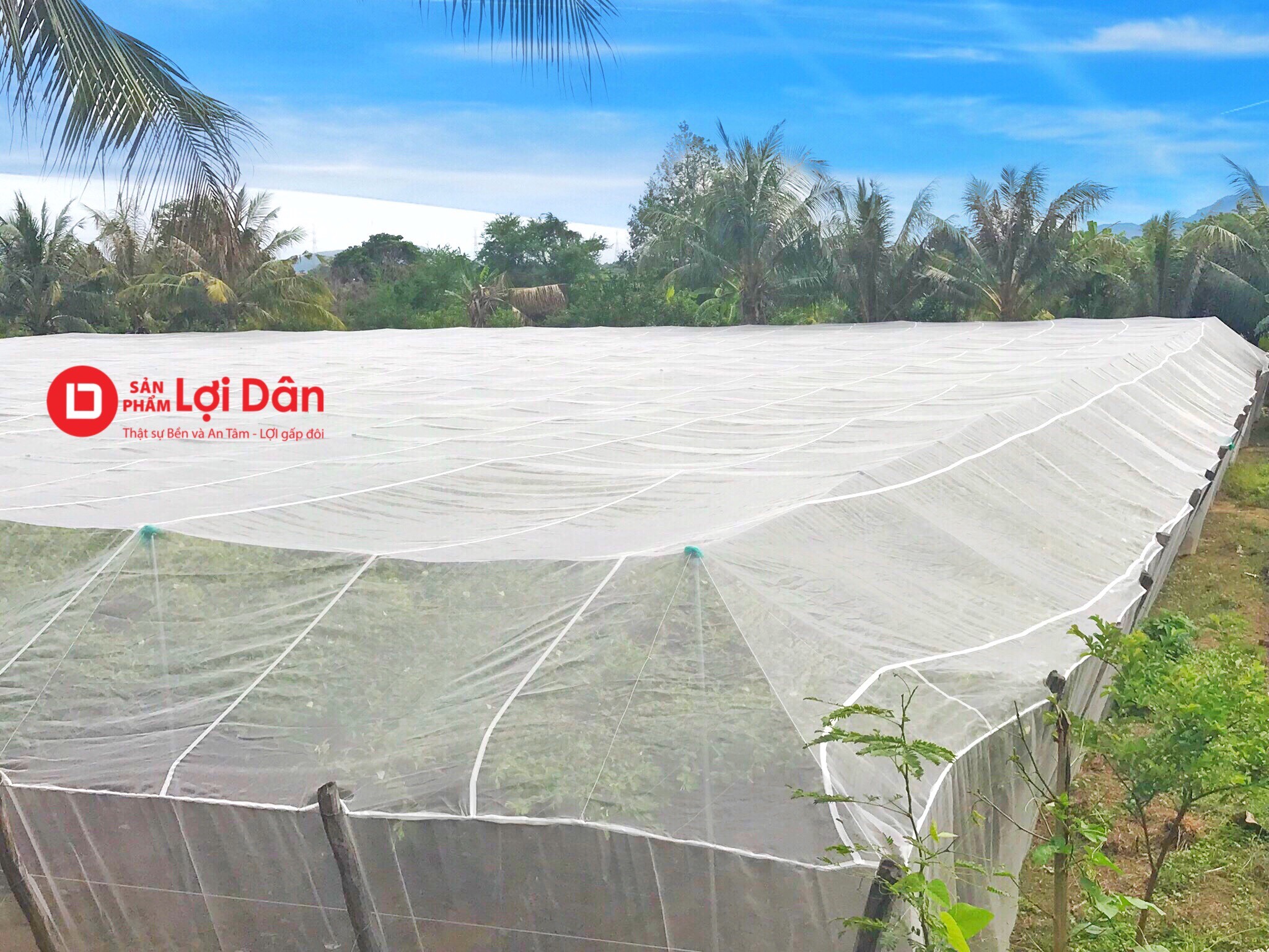 Ứng dụng của lưới nhựa trùm táo chống côn trùng ở tỉnh Ninh Thuận