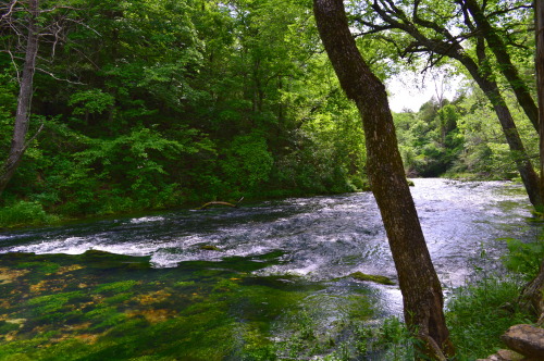 lukespringsteen:  Camped throughout the Ozarks ( in Missouri) all of last week and the landscape was beautiful. I got to meet with several foresters, state and private, and I have to say they arguably have one of the best conservation programs in the