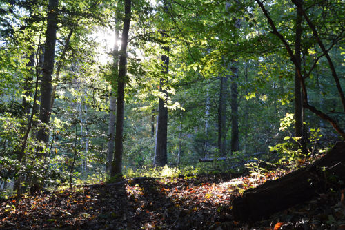 Virginia Woods by Sapphire Dream Photography