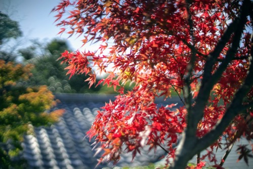 相楽園の紅葉