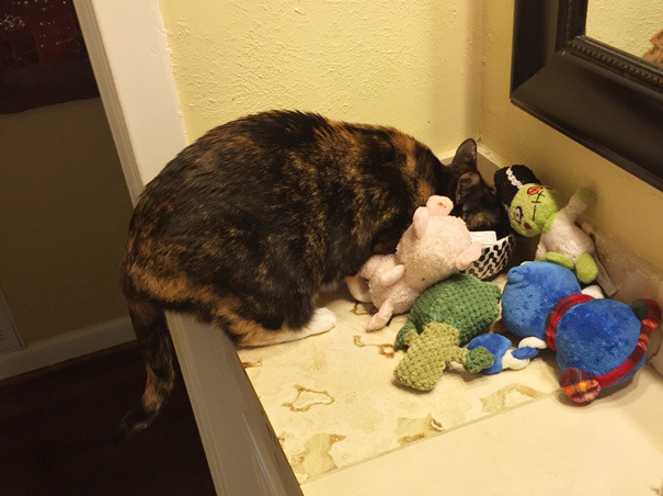 18 gatos que NO pudieron esconder sus tesoros mucho tiempo