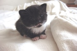 breathe-taking:  ayellowbirds:  oh my goodness, it’s so teeny and it looks like it has a beard and  mustache and LOOK AT THOSE EYEBROW WHISKERS. It’s like a little old man in adorable kitten form.  Awmfg 