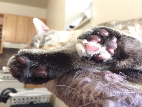 dogflowers:she has the best peets and no one can tell me otherwise