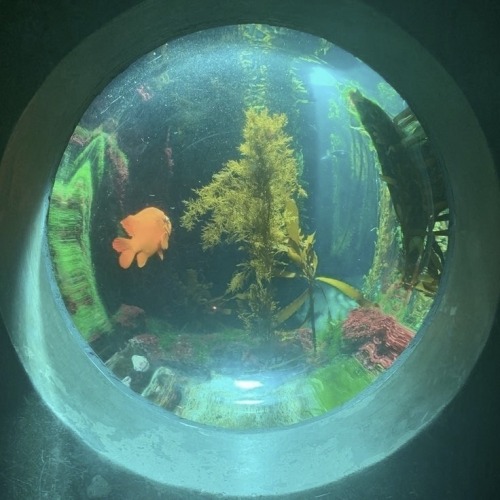 I SEA YOU, Jelly Fish Vs. Goldfish