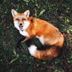 megarah-moon:   Meet Juniper, a year old tame red fox who does everything with a smile.