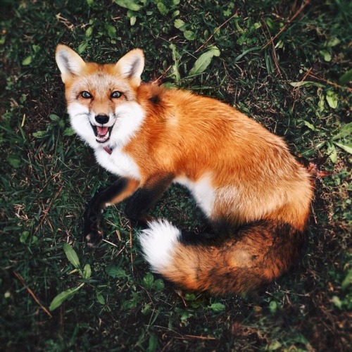 babydogdoo: The adventure fox
