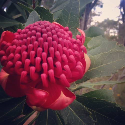 saturday bushwalk with my dad &amp; my first time seeing a waratah in the wild!!! 