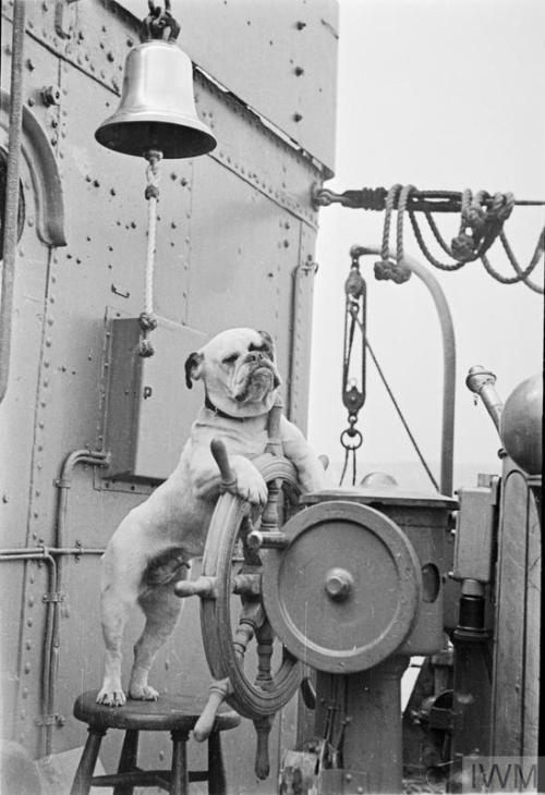 mostly-history:“Venus”, the bulldog mascot of the destroyer HMS Vansittart (1941).