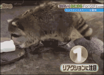 tastefullyoffensive:  Raccoon accidentally dissolves his cotton candy (they gave him more). 