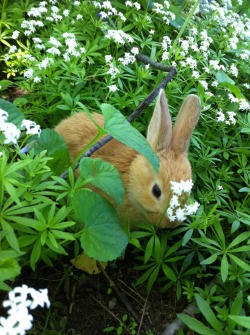 Barbarella Bunny