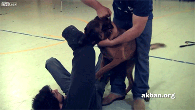 zooophagous:  naturepunk:  putyourdreamstobed:  onlylolgifs:  video  Can we just talk about how useful this is but also how happy that dog is to be teaching us something. Look at that tail wag. Thank you puppy.   This dog is a not just any dog - it’s