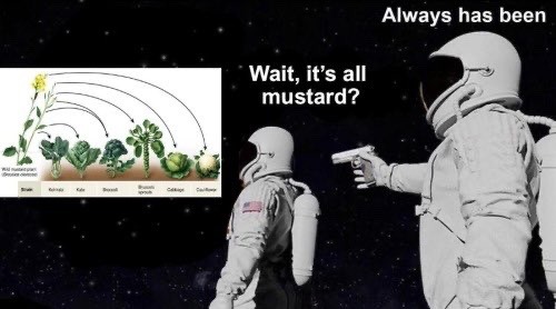 Brassicas Compilation