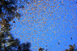 congenitaldisease:    Starting in September and October, monarch butterflies perform their annual migration across North America. It has been described as “one of the most spectacular natural phenomena in the world&quot;.   