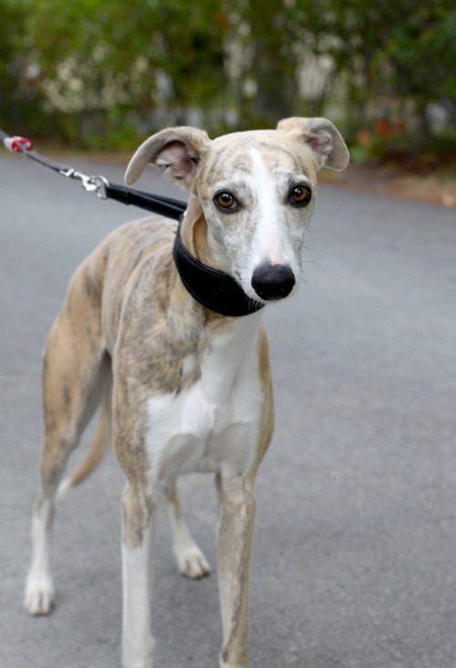 Urho, 3 year old Whippet from the city of Tampere“He’s more of a runner dog than a show 