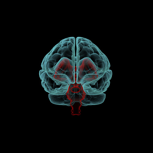 neurosciencestuff:Schizophrenia linked to abnormal brain wavesNeuroscientists discover neurological 
