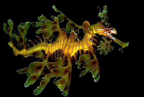 odditiesoflife:  Leafy Sea Dragons These stunning sea dragon pictures illuminate their mysterious beauty and extraordinary adaptations. The near-invisibility of their fins gives the sea dragons the appearance of floating seaweed that is drifting with